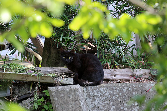我が家のニャンコ♪2014/04/29-2