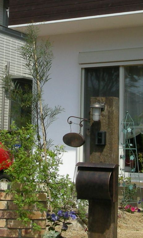 mimoza201004N4655.jpg
