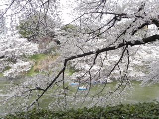 桜２.jpg
