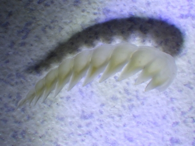 ムラサキヌタウナギ（Eptatretus okinoseanus）9　前列片側舌歯