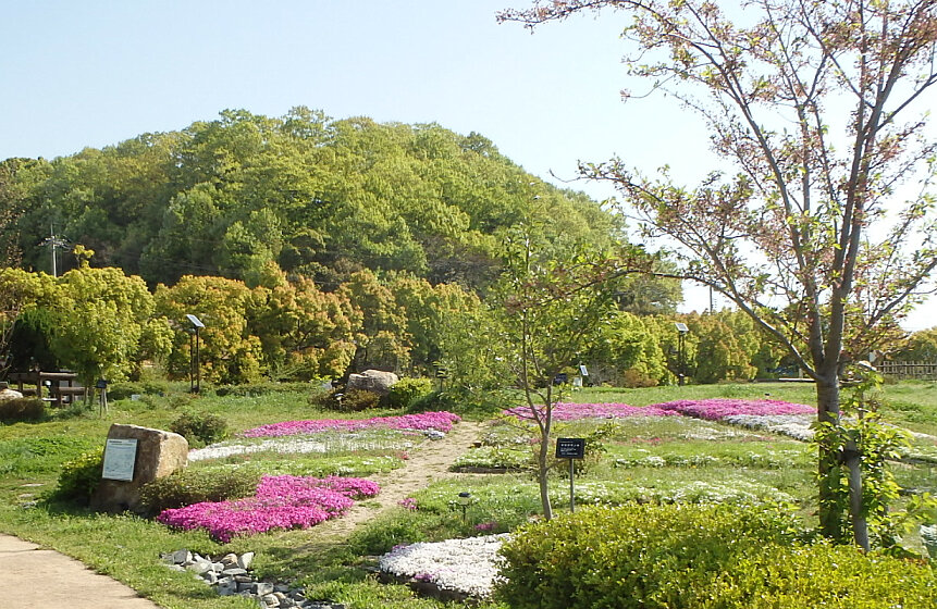 150418芝桜2.jpg