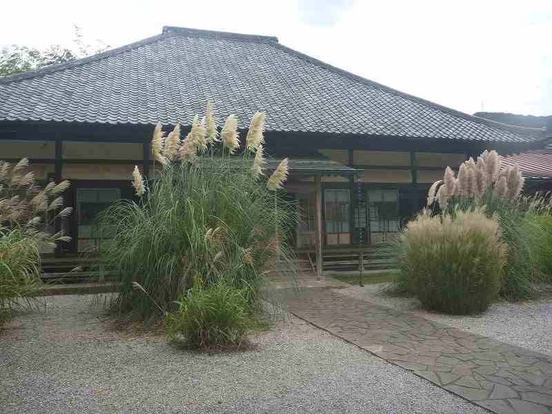 道光寺の尾花。