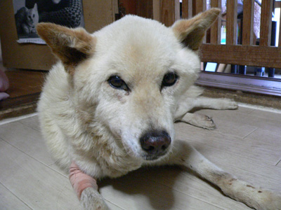 20140825o.jpg