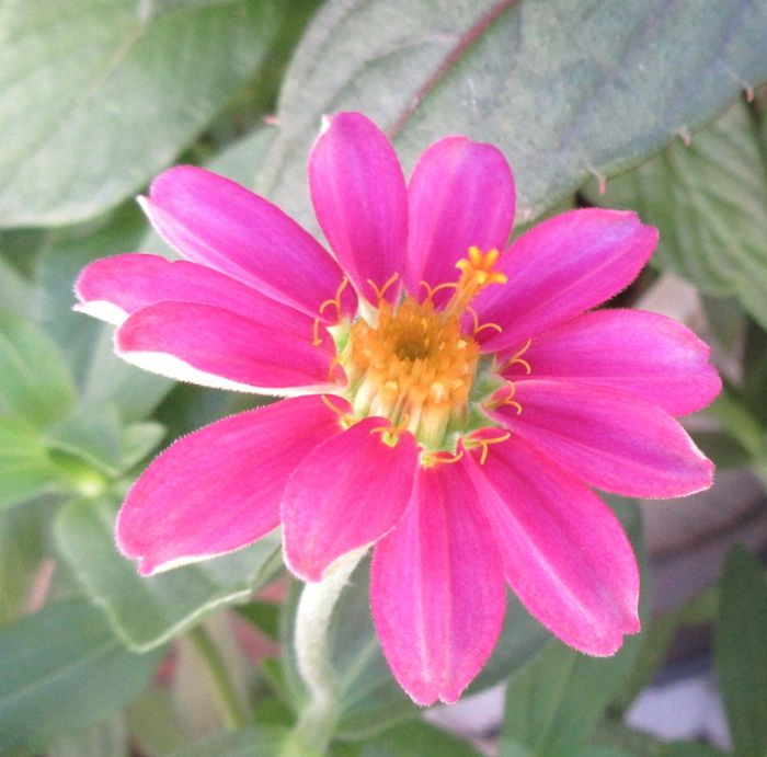 ジニアプロフュージョンの花壇に 楽天ブログを続けて根気よく 狭い庭を花いっぱいにする育て方 楽天ブログ