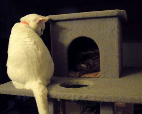 cat tower