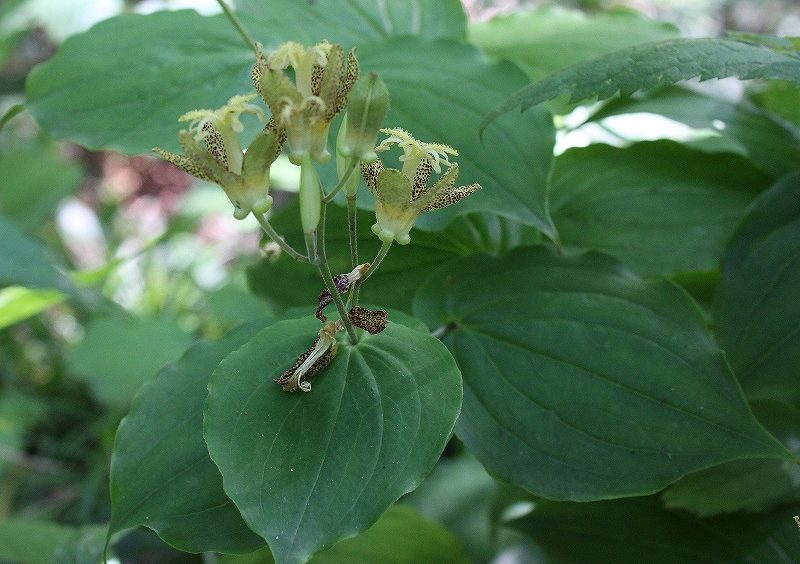 IMG_3155 (800x564).jpg