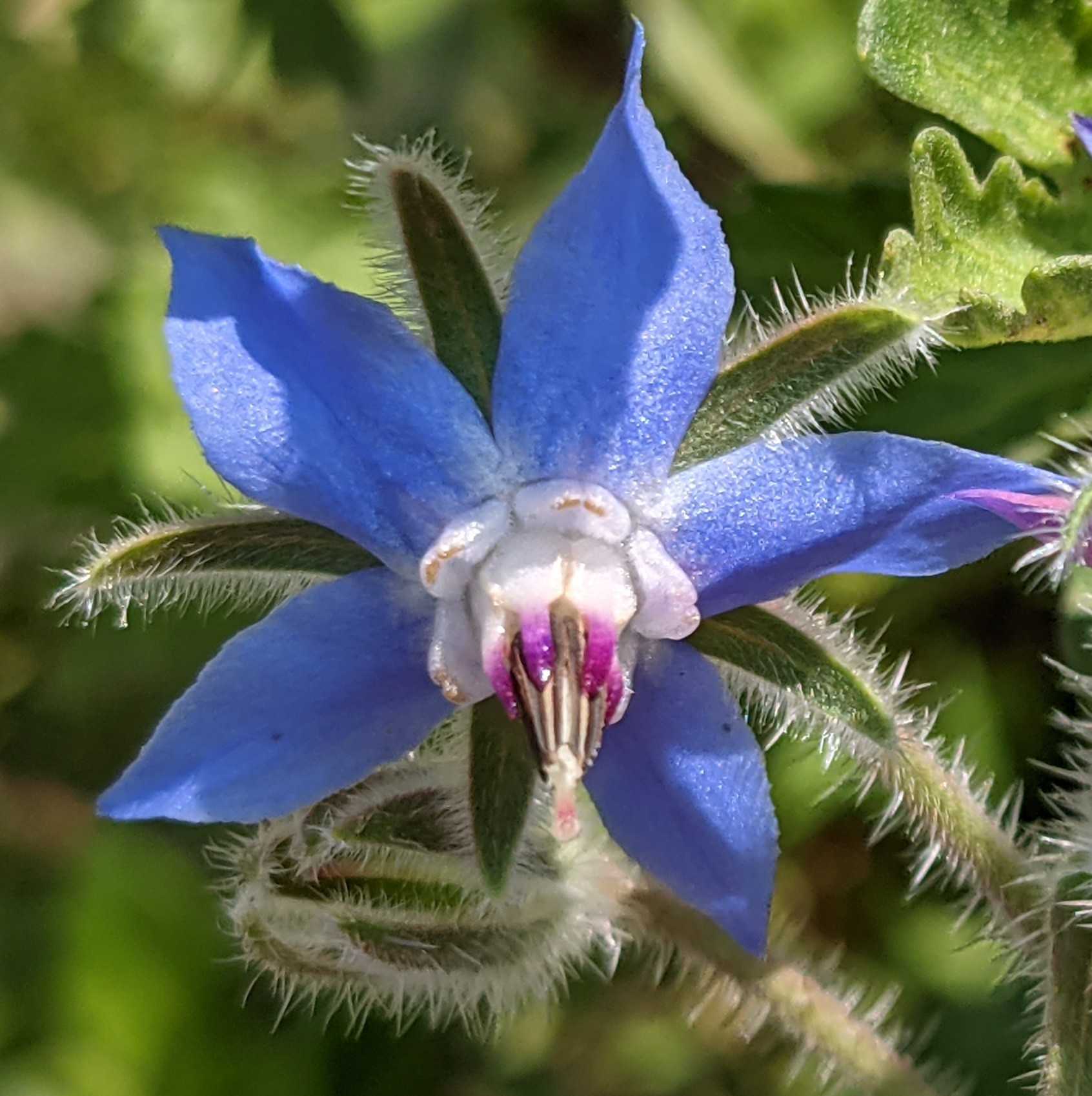 ボリジ プリザ Hana 花 ガーデン 楽天ブログ