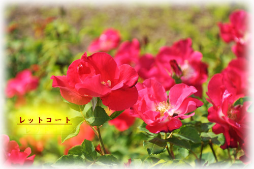 薔薇３