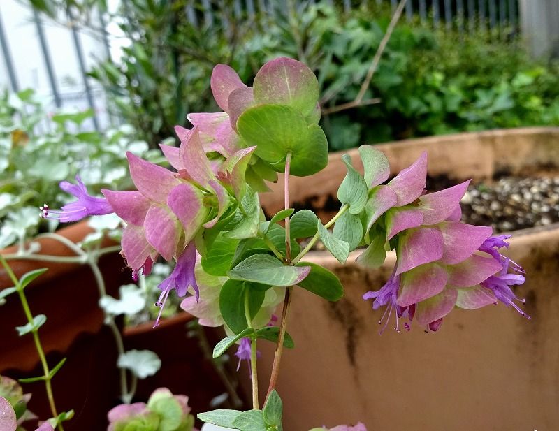 10月5日 今日の一花 その２ オレガノケントビューティー Gazengamaのブログ 散歩中に出合った花と趣味の陶芸作品 楽天ブログ