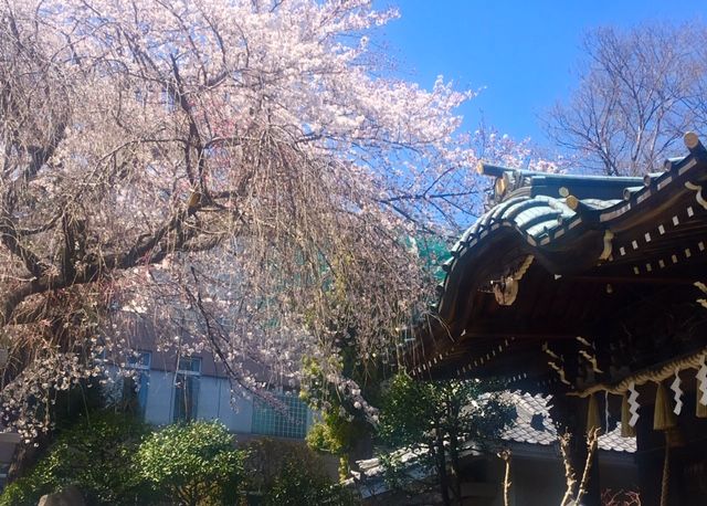 満開の文京区白山神社 Atelier Lucere 楽天ブログ