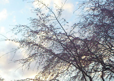 20120401.jpg
