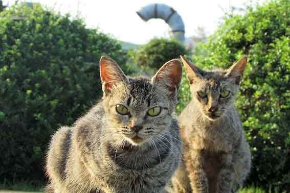 我が家のニャンコ♪15/09/06-1