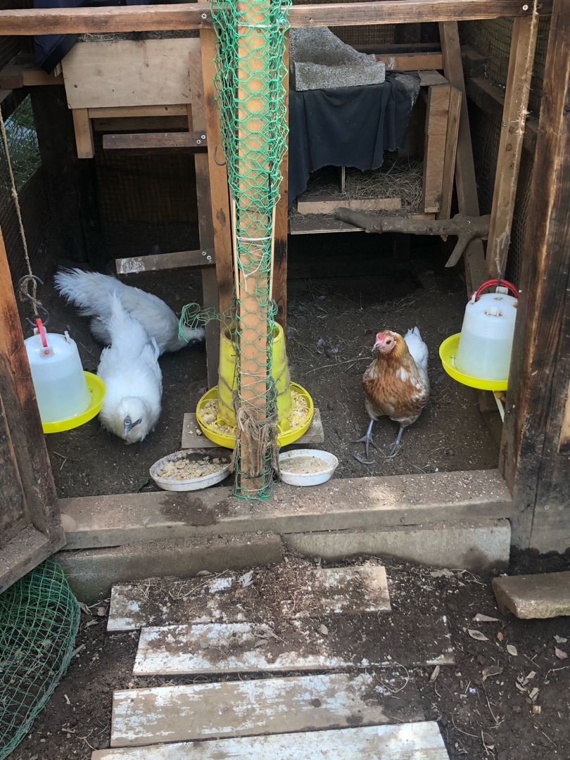 鶏飼育 住宅街で鶏を飼う 楽天ブログ