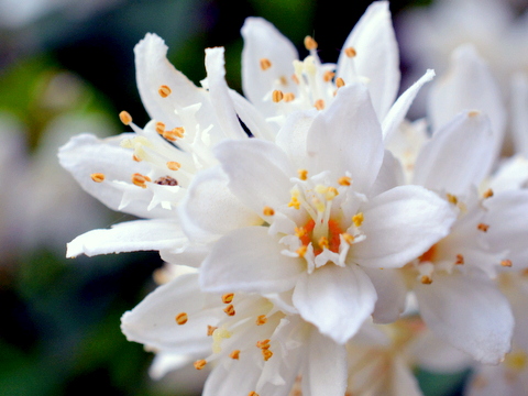 綺麗な花