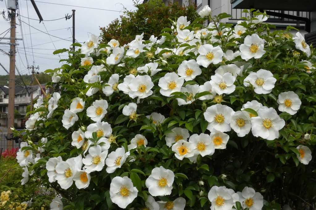 515