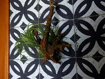 フィクグリーン