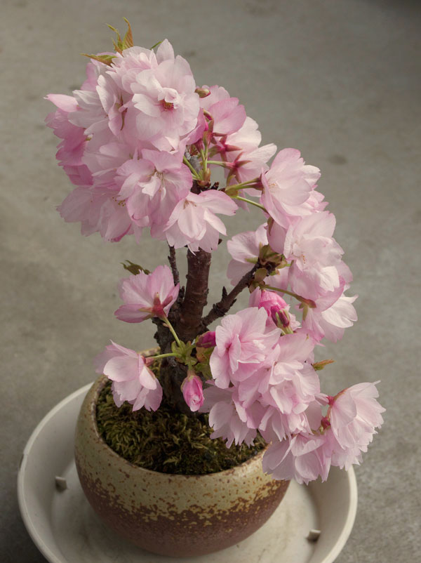 桜盆栽19.jpg
