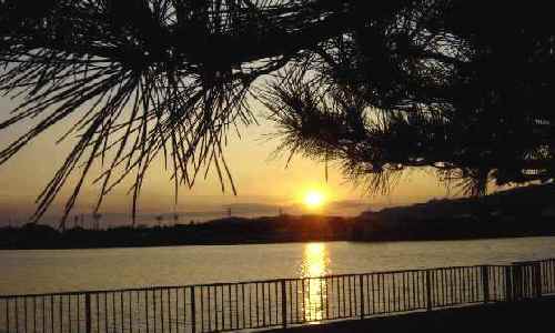 松と夕日３.JPG