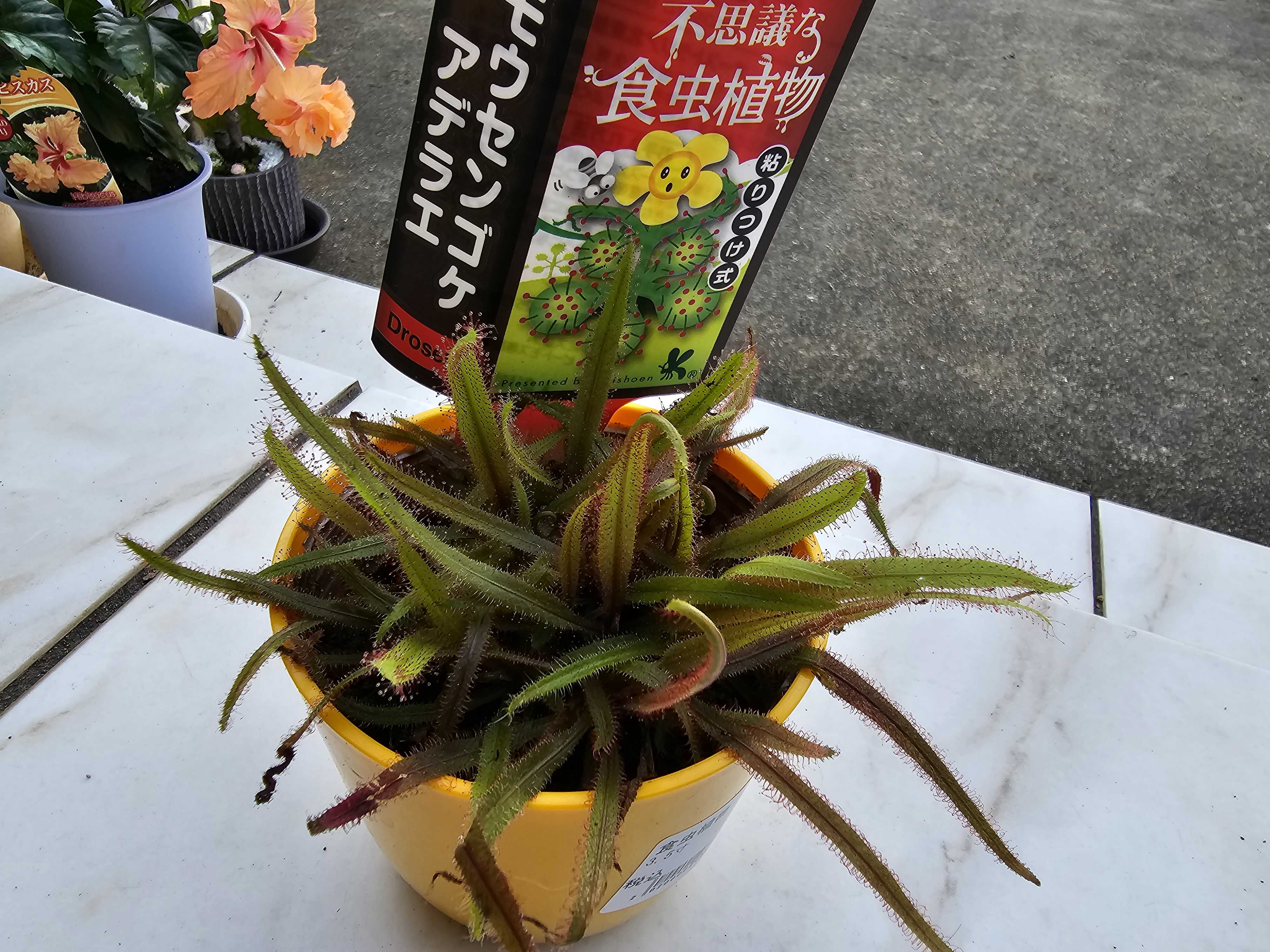 食虫植物 | ちびママのブログ - 楽天ブログ