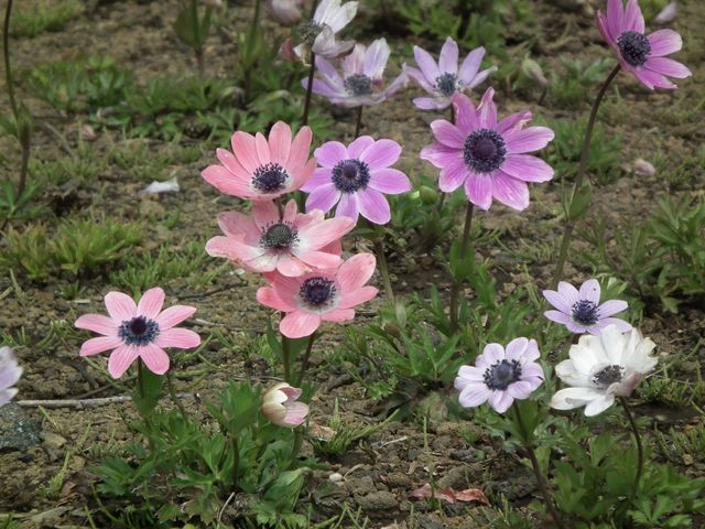 DSCF3823.JPG