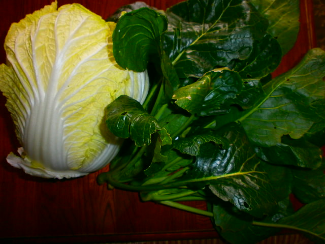白菜、小松菜１．２９
