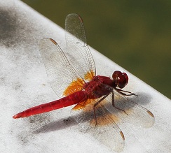E7D_8453-2.jpg