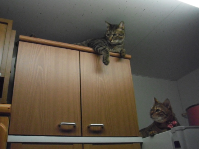 2016_03020001.JPG