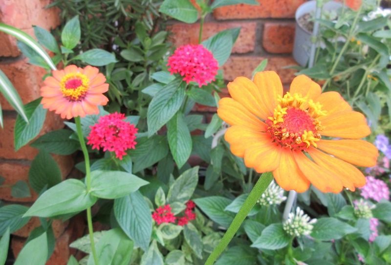 ジニアの育て方の失敗 ジニアプロフュージョンはいい感じ 狭い庭を花いっぱいにする育て方 楽天ブログ
