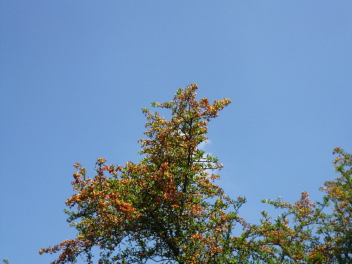P1130268(1).JPG