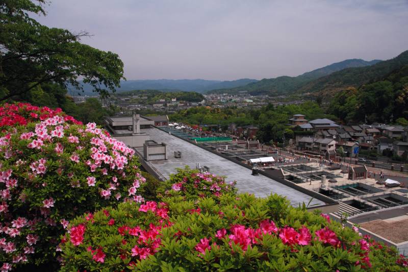 蹴上浄水場のツツジ_008.jpg