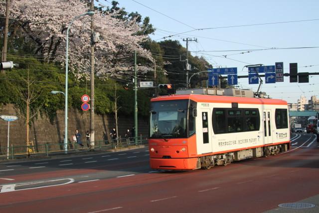 桜と 都電 都バスの 離合3