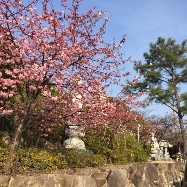 kawazu2016.3.1.jpg