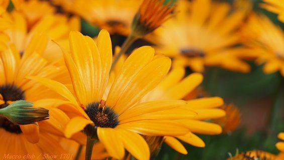 エコロジカルな装飾: アイデアと定義 - パレット