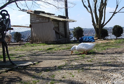 DSC_0016.JPG