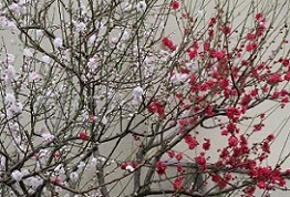 IMG_8115-1.jpg