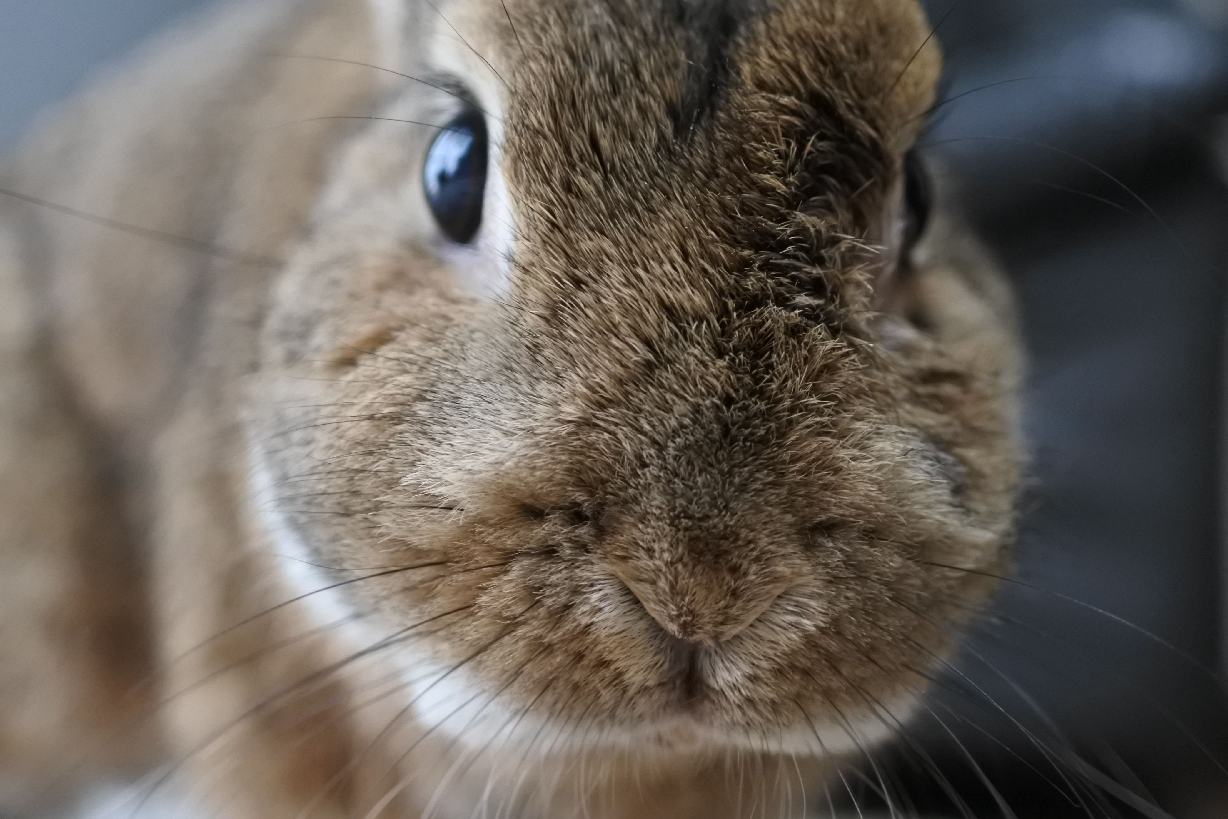 どんちゃんのかわいいお口 うさぎのどんちゃん日記 たまにカメのタカシ 楽天ブログ