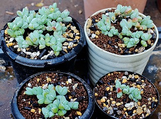 碧魚連の植替え増殖と小型メセンと・・ | ☆ガマンマの ニク・サボ栽培