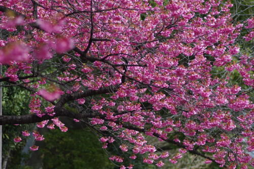 荏原神社の寒緋桜