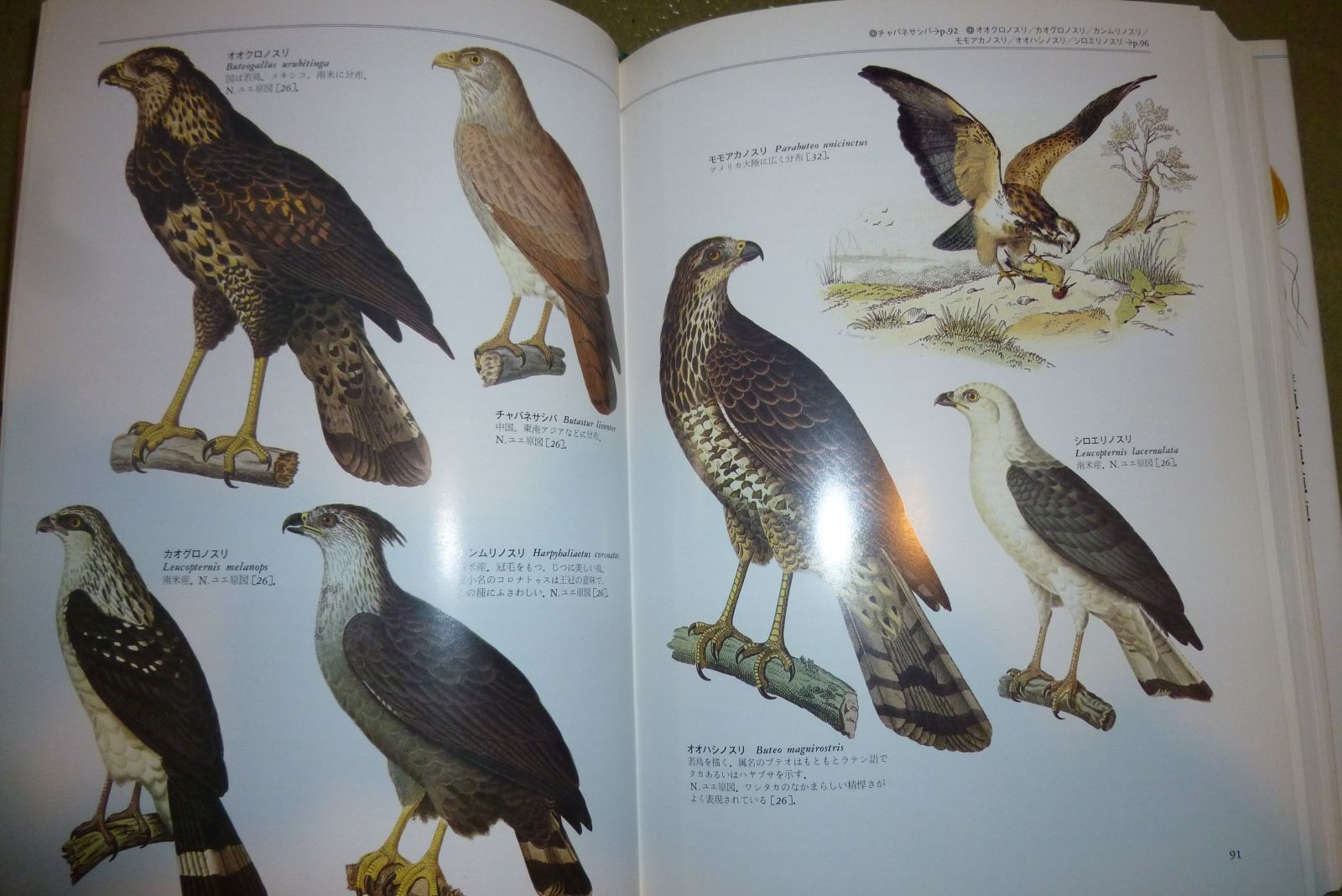 世界大博物図鑑 4 鳥類 野性の大田区 大田区自然探訪記 楽天ブログ