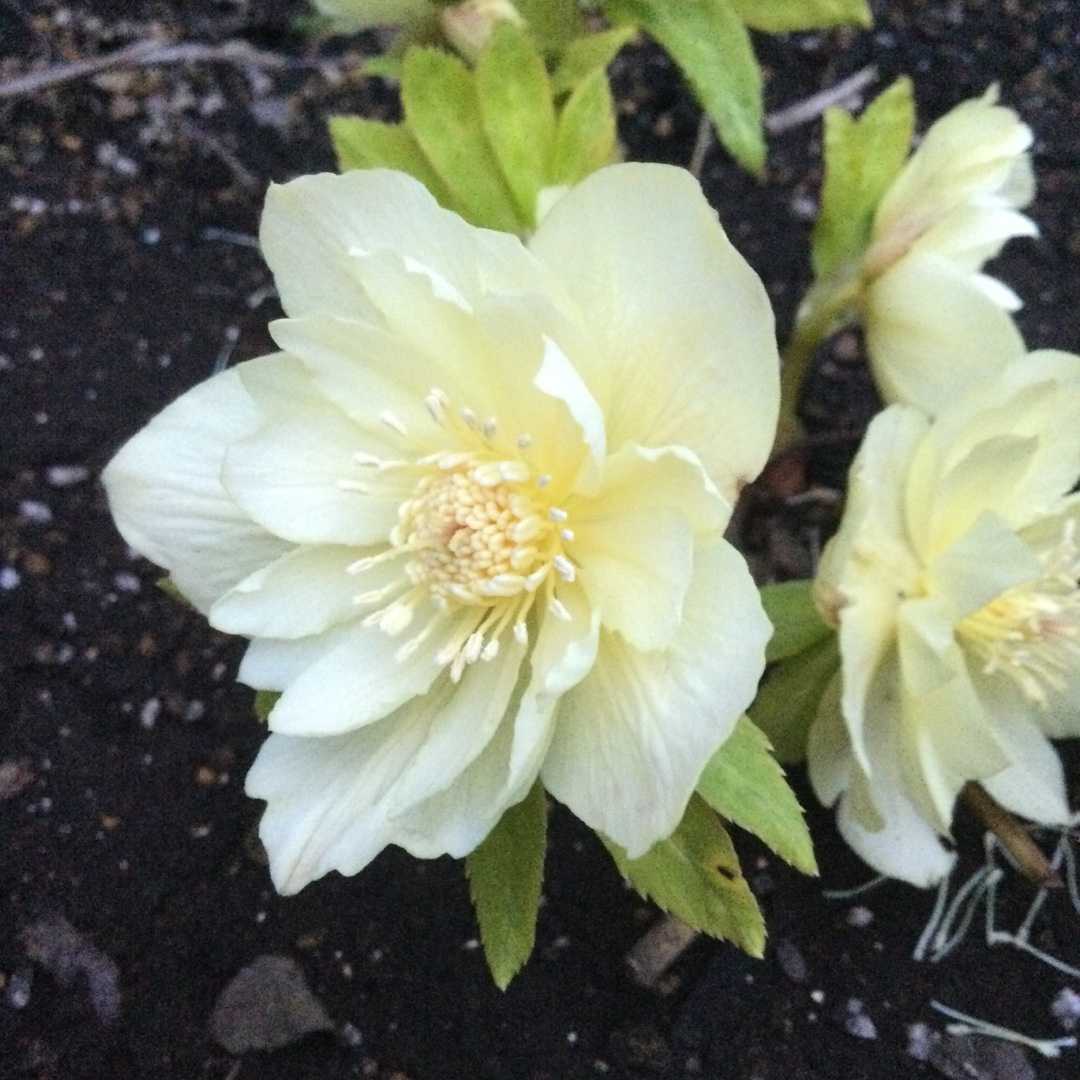 バラの移植とプラ鉢減らし ばらと猫とフラメンコ 楽天ブログ