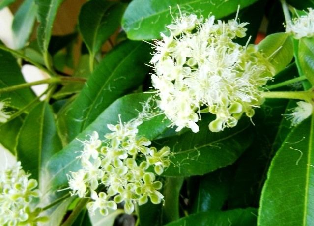 レモンマートルの花 花と蕎麦とリハビリと 楽天ブログ