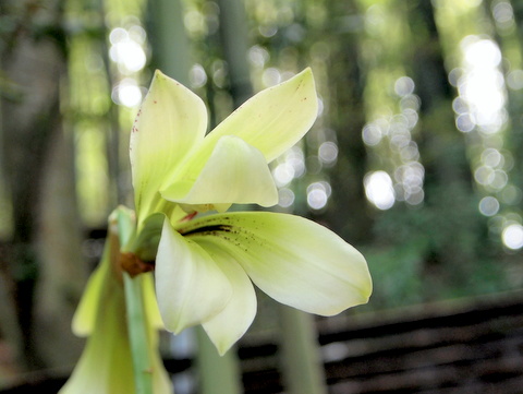 ウバユリの花-2