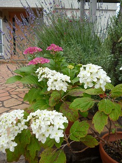 P1060664ss.jpg