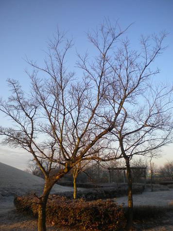 ２／１１　朝日の当たる木.JPG