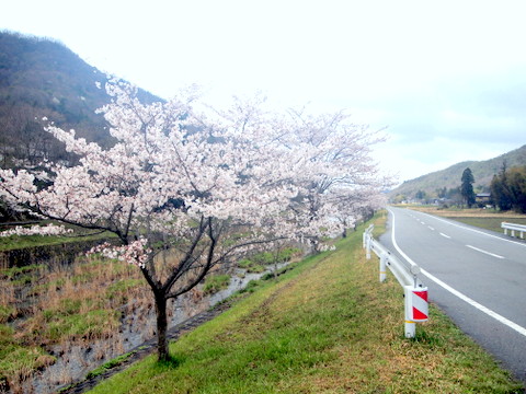 さくら回廊.2回目