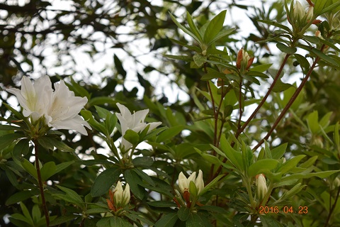 DSC_0223.JPG