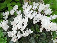 １２月８日の誕生花 シクラメン 白 の花言葉 清純 花弁を反転させて咲く白いシクラメンの花の 思いやり 弥生おばさんのガーデニングノート 花と緑の365日 楽天ブログ