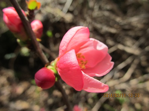 ボケの花