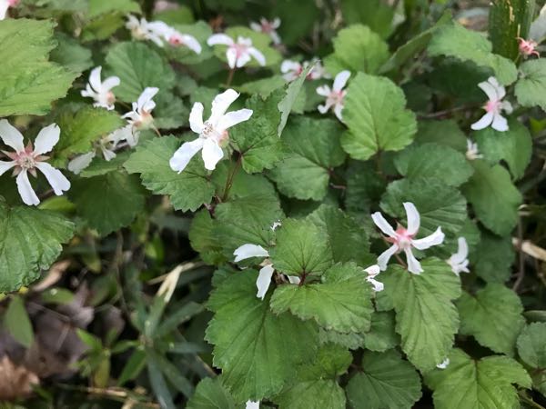 rblog-20180408182540-03.jpg