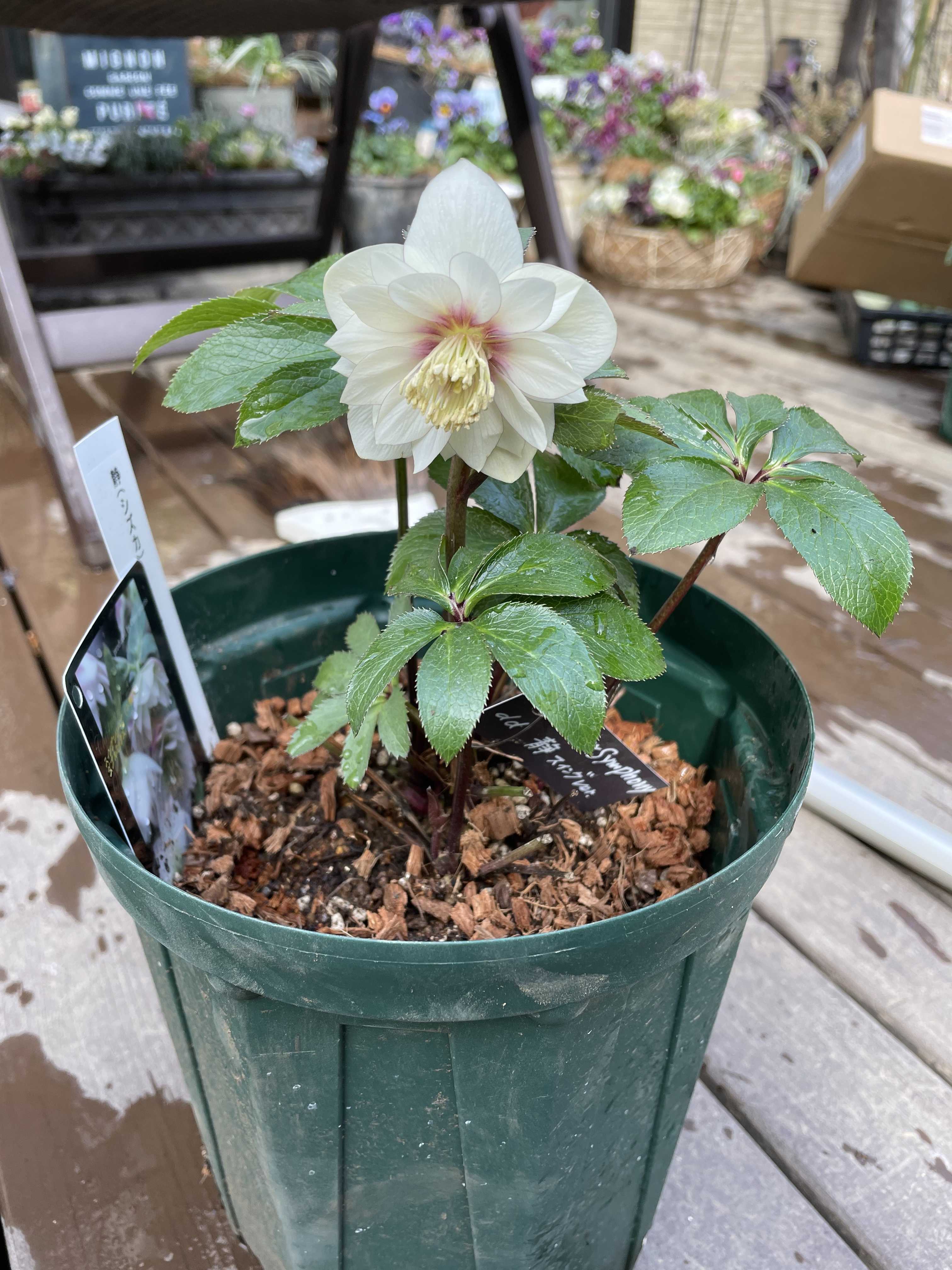 クリスマスローズ植え替えとリトルビーストの開花 | jupiterの
